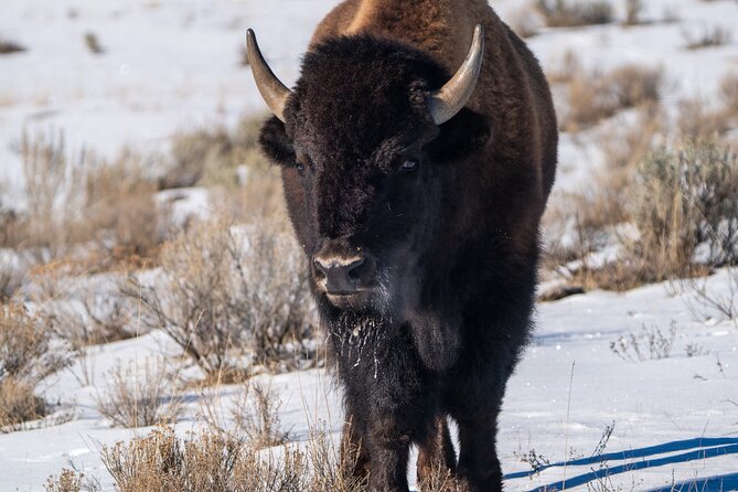 Private Wildlife Photography Tour In Yellowstone National Park - Health and Accessibility Considerations