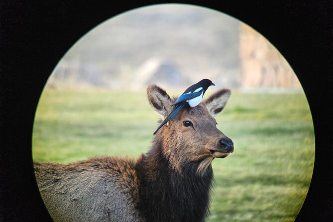 Private Winter Wildlife Tour and Wolves - Guided Expertise
