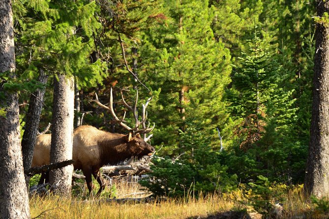 Private Yellowstone Wildlife Sightseeing Tour - Lunch Options and Refreshments