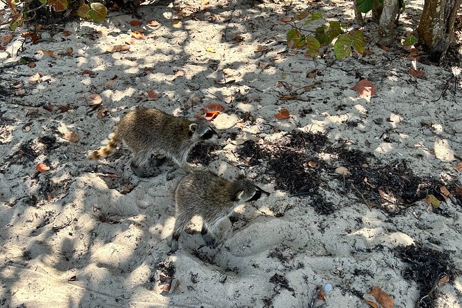 Raccoon Island Boat Tour - Indian Creek, Sanbar and Raccoons - Wildlife Interaction Guidelines