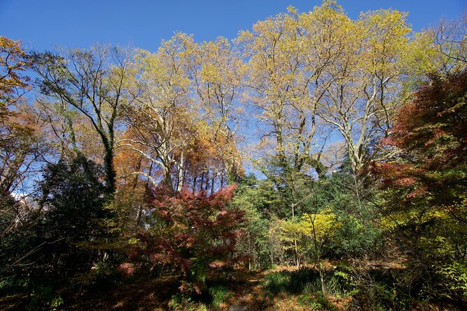 Red, Yellow and Brown - Visit Autumn Leaves Spots in Tokyo - Booking and Cancellation Policy