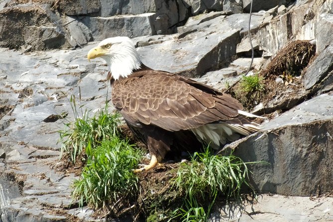 Resurrection Bay Spring Wildlife Cruise - Booking Information