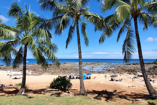 Round Trip North Shore Shuttle From Waikiki to Haleiwa Town / Haleiwa Harbor - Customer Feedback and Ratings