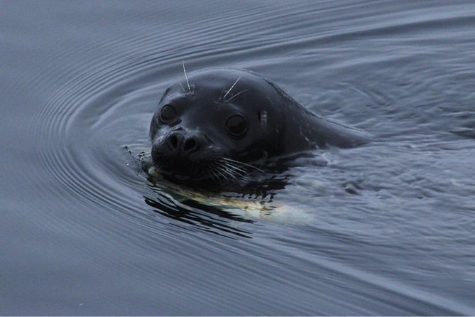 Saltwater Expedition Sightseeing & Wildlife - 6 Passenger Boat - Important Information for Travelers