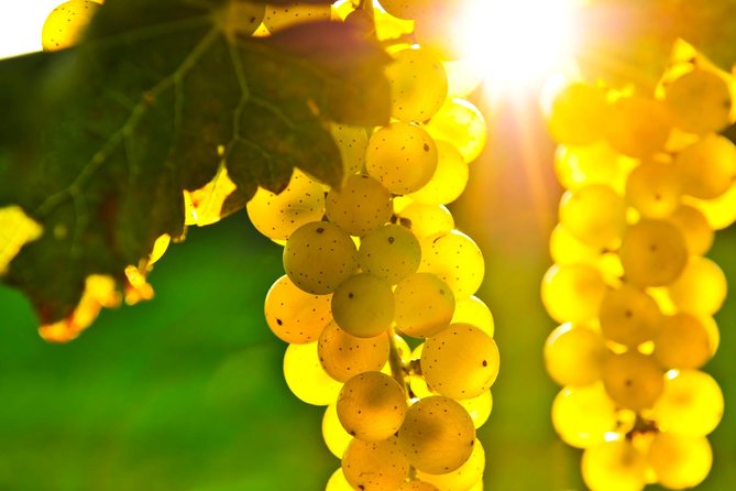 San Francisco Shore Excursion: Napa & Sonoma Ultimate Wine Tour - The Scenic Journey Back to San Francisco
