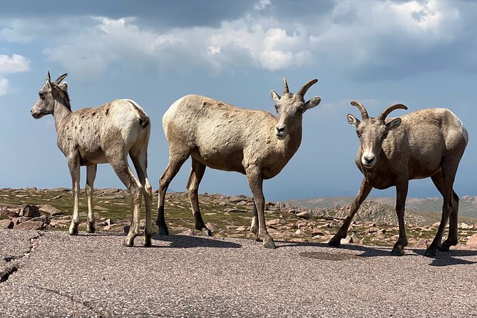 Scenic Tour of the Pikes Peak Highway - Accessibility and Participation Considerations