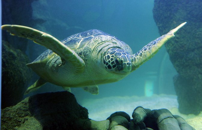 SEA LIFE San Antonio Admission Ticket - Customer Feedback