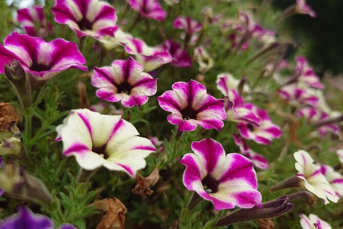 Seasonal Colors at Ashikaga Flower Park From Karuizawa - Highlights of Ashikaga Flower Park