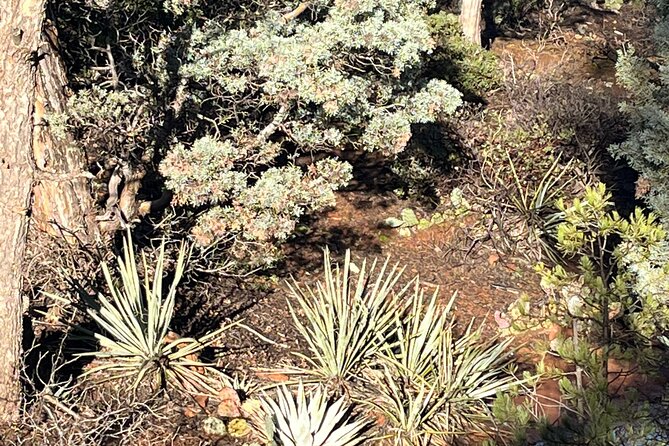 Sedona Magical Sightseeing Highlight Tour- 5 Stars - Guest Reviews and Feedback