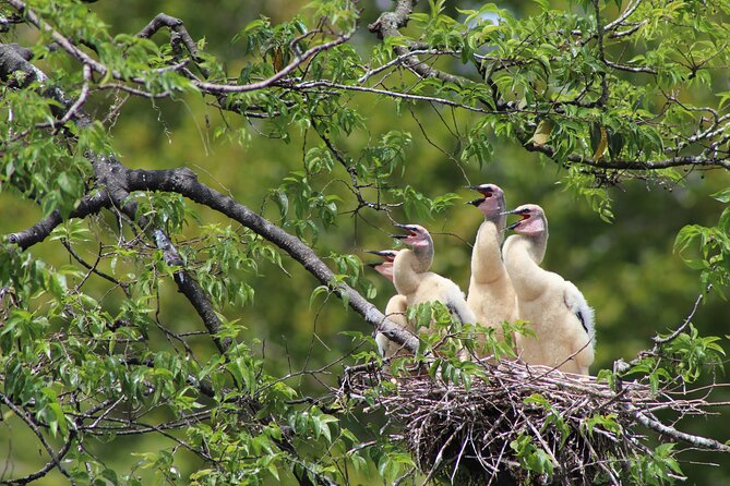 See Crystal River National Wildlife Refuge Sightseeing Cruise - Customer Feedback