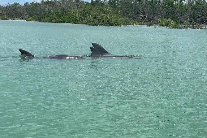 Self Guided EcoTour: Clear/Standard Kayaks -Bonita Springs - Customer Feedback