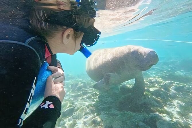 Semi-Private Manatee Swim Tour With Guide (Photos Included) - About the Manatees