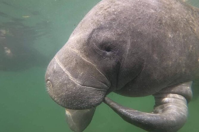 Semi-Private Manatee Swim Tour With In-Water Guide/Photographer - Considerations and Recommendations