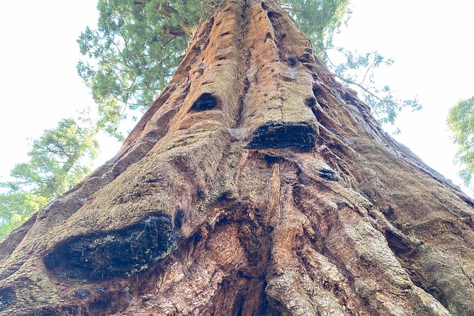 Semi Private Tour to Sequoia National Park With Lunch - Hiking Through the Parks Trails