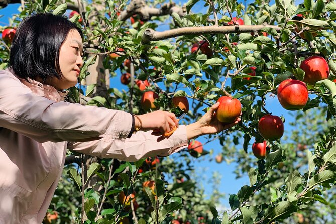 Shakotan, Yoichi Nikka Whisky, Otaru With Fruits Picking Day Trip - Important Considerations
