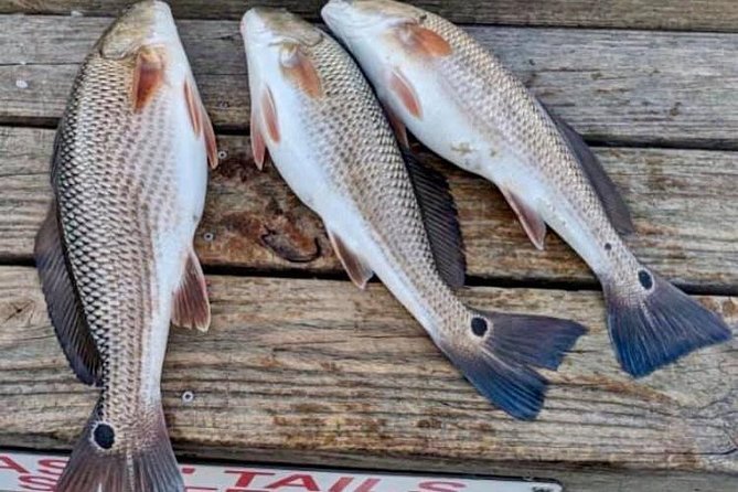 Shared Deep Sea Fishing Trip - Customer Feedback and Experiences