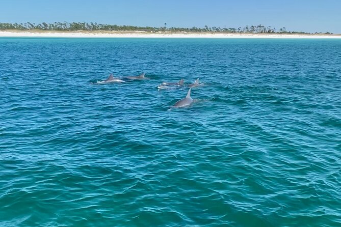 Shell Island Dolphin Sightseeing Boat Tour - Recommendations and Additional Info