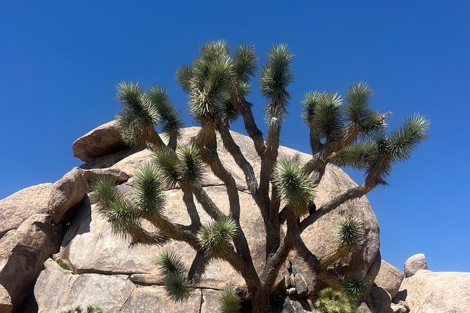 Sightseeing Adventure Tour of Joshua Tree National Park - Highlights of the Tour Experience