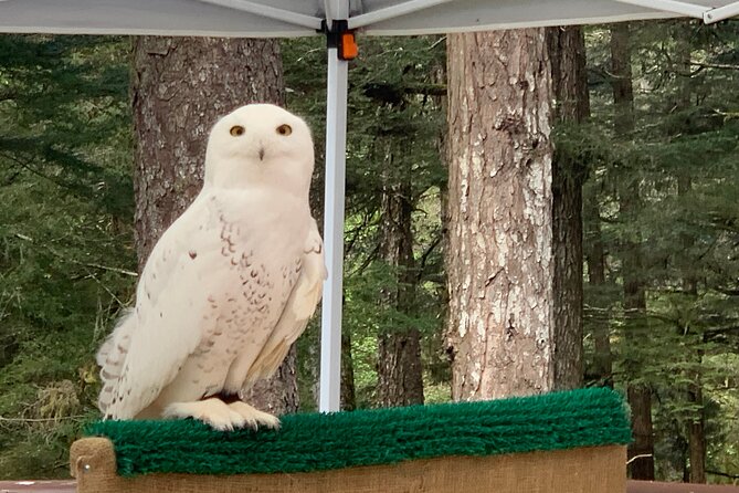 Simply Amazing Sitka Tour: Fortress of the Bear, Alaska Raptor, & Totems - Learning About Indigenous History and Alaskan Wildlife