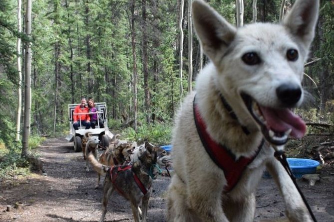 Skagway Shore Excursion: Yukon Discovery Tour - Travelers Experiences and Feedback
