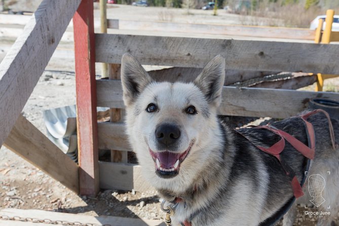 Sled Dog Adventure and Pan for Gold in the Yukon - Reviews and Feedback
