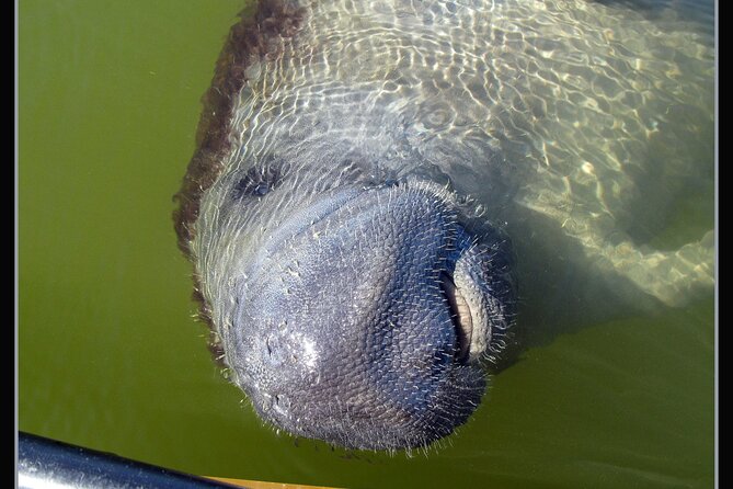 Small-Group Everglades Boating Kayaking and Walking Eco Tour - Kayaking Experience