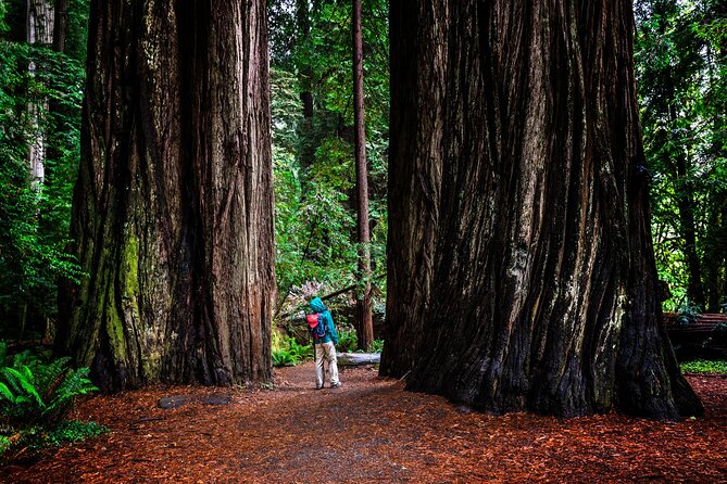 Small-Group Giant Redwoods and Russian River Wine Country Trip - Logistics and Transportation