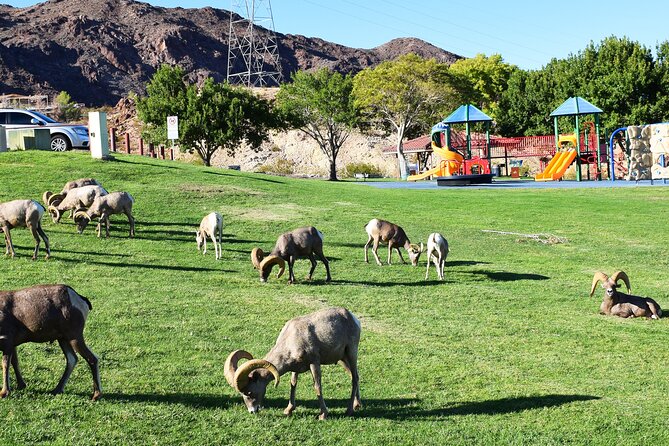 Small-Group Hoover Dam Tour From Las Vegas - Spotting Bighorn Sheep