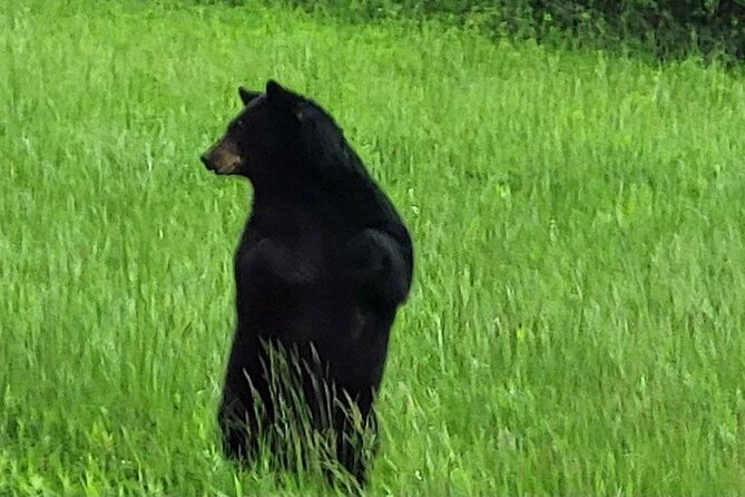 Smoky Mtn Cades Cove, RR/Logging Museum-Foothills Pky Spring Tour - Wildlife and Scenic Views