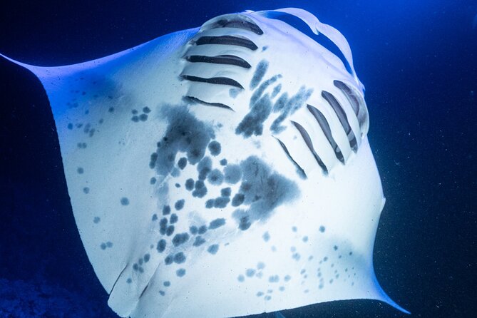 Snorkel With Giant Manta Rays In Kailua Kona - Traveler Reviews and Feedback