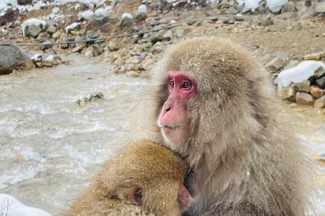 Snow Monkey Nagano One Day Private Tour With English Guide. - Booking Details