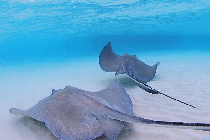 Starfish and Stingray City Fun Tour With Reef Snorkeling- 3 Stops - Exploring the Coral Garden