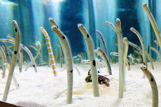 Sumida Aquarium Ticket Tokyo - Date and Time Restrictions