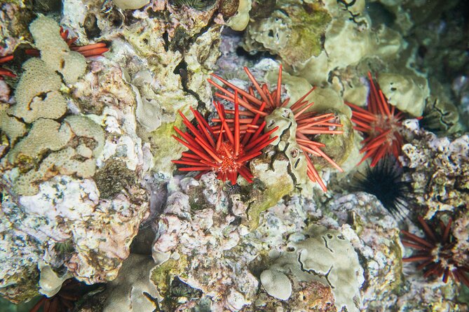 The Best 2 Hour Molokini Express Snorkeling - Snorkeling at Molokini Crater