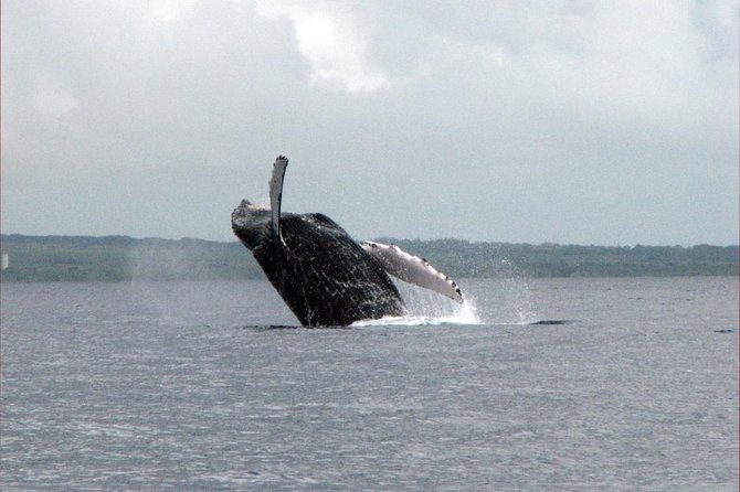 The Best 8 Am 1.5 Hour Whale Watching Tour - Amenities Included During the Tour