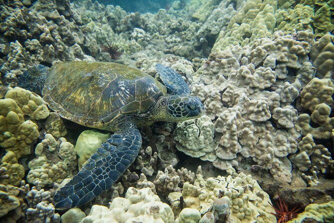 The Best Maui 3 Hour Molokini and Turtle Town Snorkel - Reviews and Experiences