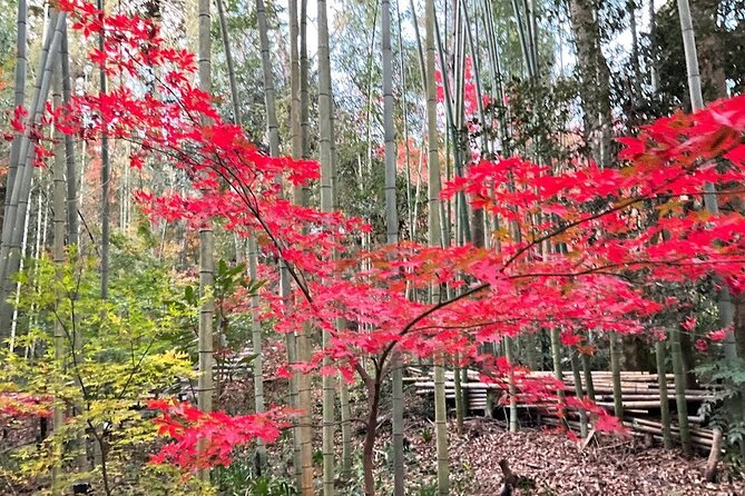 Tokyo Autumn Gardens, Private Walking Tour by Trains, Subways - Health and Safety Information