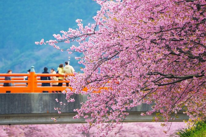 Tokyo Kawazu Sakura Festival With Scenic Train and Pick up - Booking Information