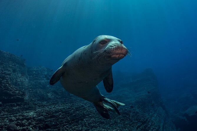 Try Scuba Diving in Kauai: No Experience Needed - Safety Considerations for Scuba Diving