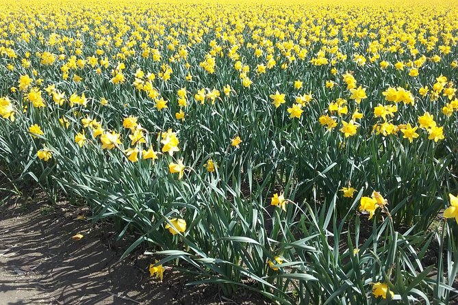 Tulip Festival and Skagit Valley Tour - Travel Tips for Participants