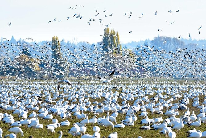 Tulip Festival in Skagit Valley Tour From Seattle - Seasonal Activities