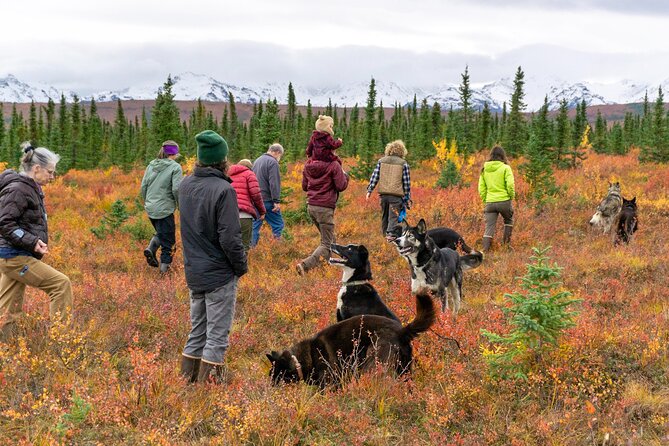 Tundra Walk With Free Running Sled Dogs - Booking Your Tundra Walk