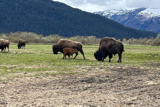 Ultimate Anchorage Summer Wildlife Tour - Customer Feedback and Testimonials