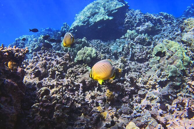 Unlimited Guided Snorkeling Tour for Beginners Plus - Accessibility and Participation
