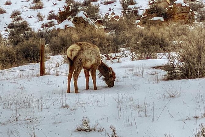 VIP Private North Yellowstone National Park Winter Excursion - Customer Feedback