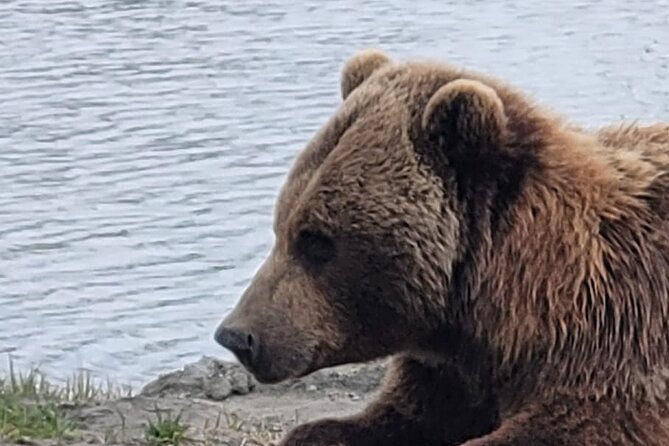 VIP Tour From Anchorage to Alaska Wildlife Conservation Center - Traveler Reviews and Recommendations