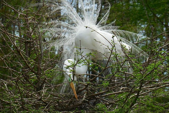 Waccamaw River Nature and Wildlife Tour - Traveler Reviews and Experiences