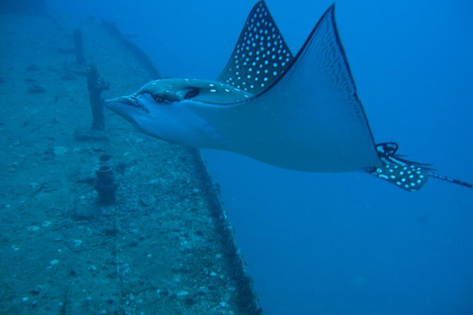 Waikiki 2 Tank World Class Wreck SCUBA Diving - Certified Only - Wreck Dive: Sea Tiger, YO-257, or San Pedro
