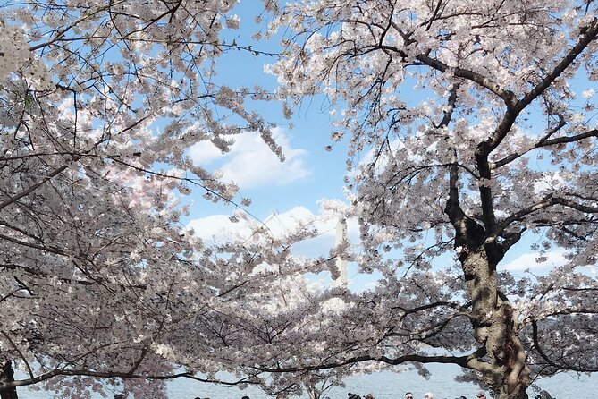 Washington D.C. Cherry Blossom 1-Day Tour From New York - Important Considerations for Travelers