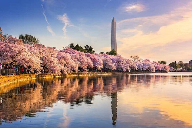 Washington D.C. Cherry Blossom Day Tour From Dc&Va - The Sum Up